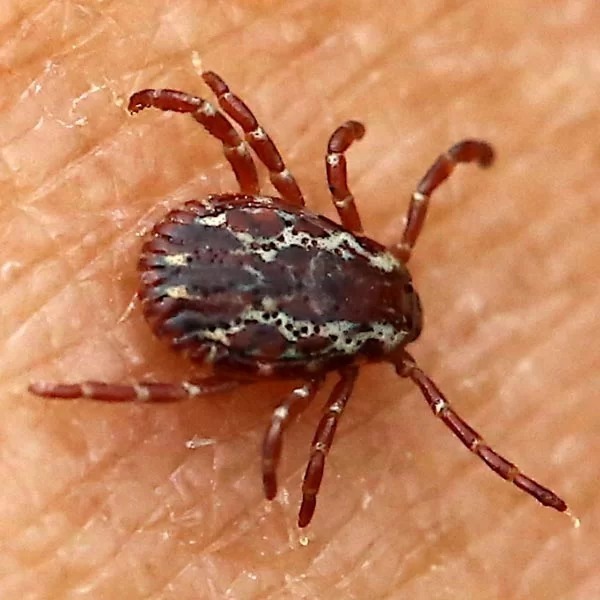 If you find a tick inside your home, here’s what you need to know