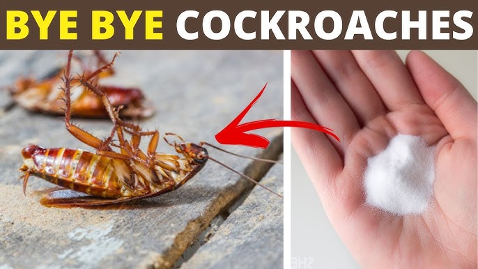 Eliminate Cockroaches Forever: The Easy Way to Unclog Your Sink Drain