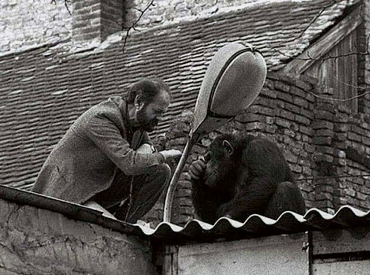 The zoo director tries to convince Sami the chimpanzee to return home after he escaped, 1988