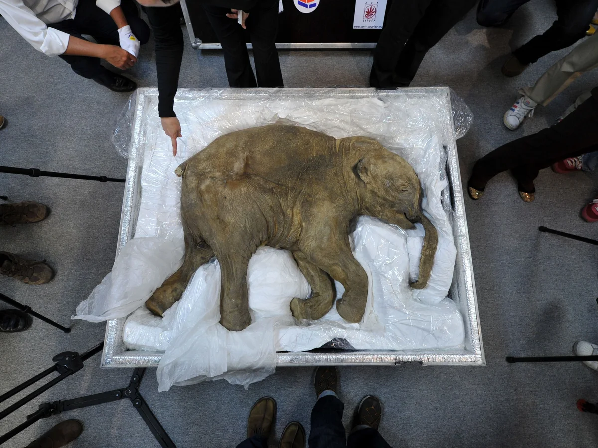 Gold Miners Discover The First Baby Woolly Mammoth in North America By Accident