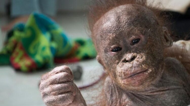 Mummified Miracle: The Inspiring Transformation of a Newborn Monkey Rescued by Animal Heroes