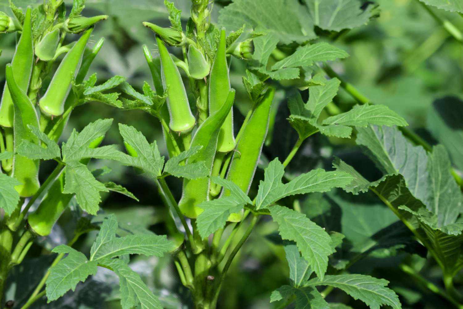 Okra: A Versatile and Nutritious Vegetable for a Healthy Lifestyle