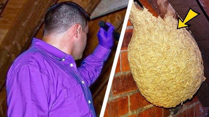 Man Thinks He Found “Hornets” Nest In Attic – Turns Pale When He Realizes What’s Inside