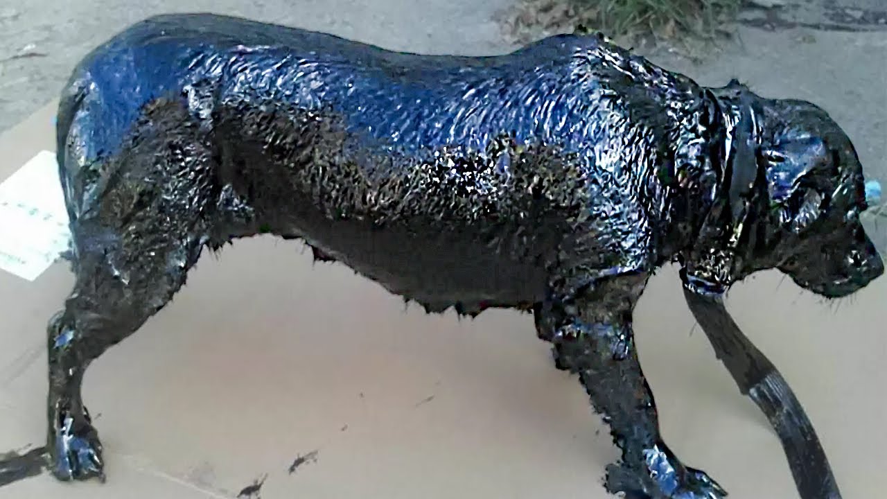 Now We Pay Tribute to the Animal Lovers Who Saved the Dog Completely Covered in Tar – What Heroes!