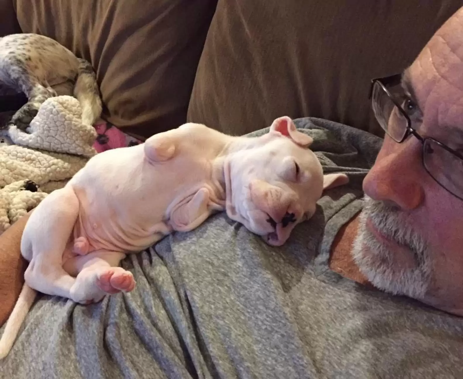 Foster dad refuses to euthanize puppy born without front legs, decides to give him a second chance